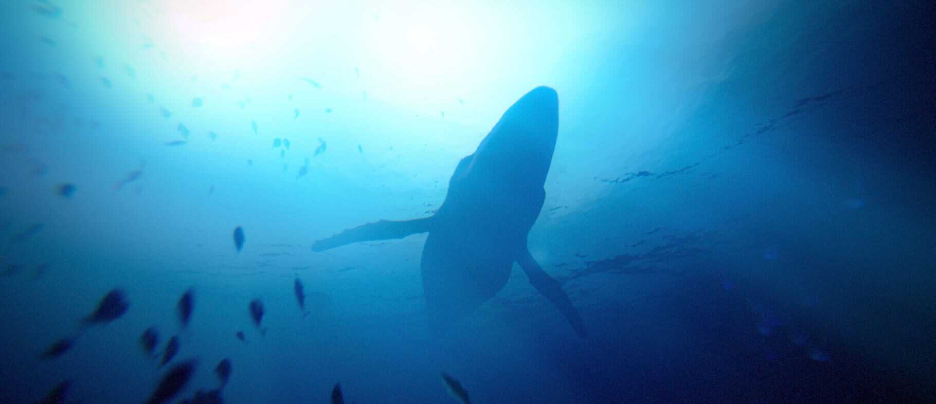 Under the Waves